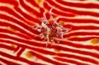 Bay Anemone on sea cucumber