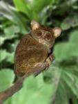 Close-up of Tarsier on Limb, Bali, Indonesia