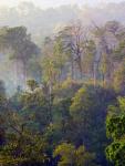 Sulawesi Tangkoko Rainforest, Sulawesi