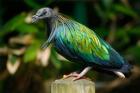 Nicobar Pigeon bird, Indonesia