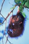 Baby Orangutan, Tanjung Putting National Park, Indonesia