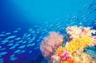 Schooling Fusiliers, Papua, Indonesia