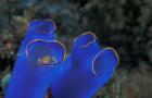 Crab Peeking From Tunicate, Irian Jaya, Indonesia