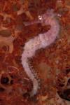 Thorny Seahorse on Soft Coral, Indonesia