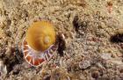 Moon Shell, Papua, Indonesia