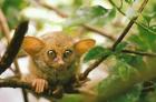 Oceania, Indonesia, Sulawesi Tarsier, Primate