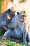 Bali, Indonesia, monkeys run in the Uluwatu temple