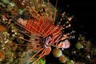 Indonesia, Sulawesi, Spotfin lionfish