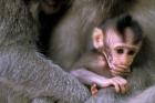 Indonesia, Bali, Ubud, Long tailed macaque