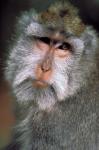 Long Tailed Macaques, Sacred Monkey Forest, Ubud, Bali, Indonesia