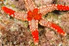 Sea Star, Banda Island, Indonesia