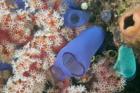 Tunicates, Gorgonian Sea Fan, Banda, Indonesia