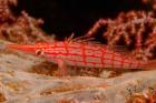 Longnose Hawkfish, Banda Sea, Indonesia