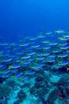 Blue-Gold Fusilier fish, Raja Ampat, Indonesia