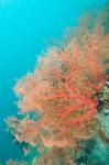 Sea Fan, Raja Ampat region, Papua, Indonesia