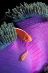 Anemonefish swimming in anemone tent, Indonesia
