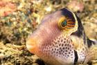 Sharpnose Puffer, Indonesia