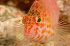 Pixie Hawkfish, Banda Sea, Indonesia