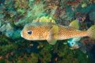 Pufferfish, Scuba Diving, Tukang Besi, Indonesia