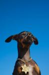 Israel, Tel Aviv, Dog, Jewish Star of David medallion