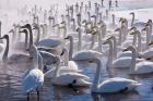 Whooper swans, Hokkaido, Japan