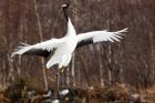 Japanese crane, Hokkaido, Japan