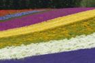 Colorful Flowers in a Lavender farm, Furano, Japan