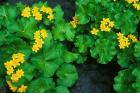 Yezo Ryu-Kinka (Marsh Marigold), Daisetsuzan NP, Hokkaido, Japan