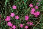 Nadeshiko (Wild Pinks), Daisetsuzan NP, Hokkaido, Japan