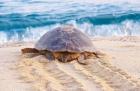 Loggerhead Turtle, Nagata, Kagoshima, Yakushima, Japan