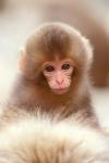 Japan, Nagano, Jigokudani, Snow Monkey Baby