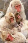 Japan, Nagano, Jigokudani, Snow Monkey Family