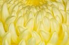 Chrysanthemum Flowers, Ise Shrine, Mie, Japan