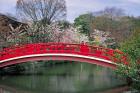 Spring Season, Kyoto, Japan