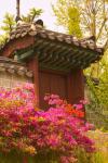 Azaleas, The Deoksugung Palace Complex, Seoul, South Korea