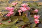 Pink Lotus Flower in the Morning Light, Thailand