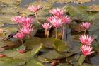 Pink Lotus Flower in the Morning Light, Thailand