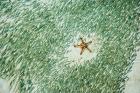 Marine life, Knobly Sea Star and fish, Sipadan, Malaysia
