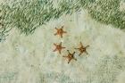 Four Knobby Sea Stars and small fish, Kapalai, Malaysia