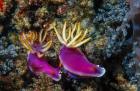 Pair of nudibranch (Hypselodoris bullockii), Kapalai Island, Malaysia