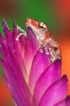 Borneo Close-up of Cinnamon Tree Frog