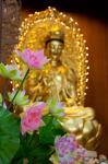 Pink lotus flowers in front of gold statue, Kek Lok Si Temple, Island of Penang, Malaysia