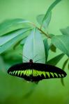 Rajah Brooke's Birdwing, Malaysia's national butterfly