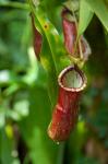 Old World carnivorous pitcher plant hanging from tendril, Penang, Malaysia