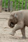 Baby elephant with bamboo in trunk, Malaysia