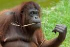 Bornean Orangutan, adult female, Borneo