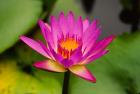 Single magenta water lily at the Orchid Garden at Lake Gardens Park in Kuala Lumpur Malaysia