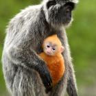 Silver Leaf Monkey and offspring, Borneo, Malaysia