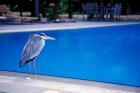 Big Blue Heron, Maldives