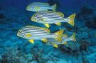 Maldives, Oriental sweetlips